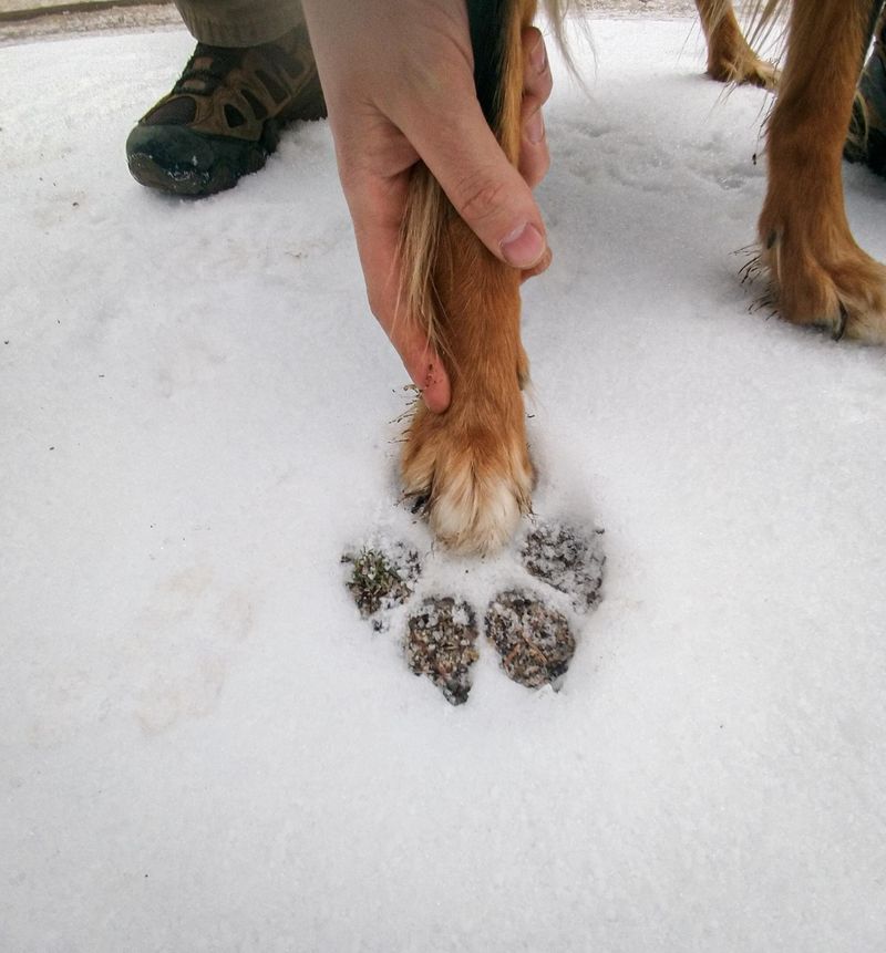 Paws and Tracks