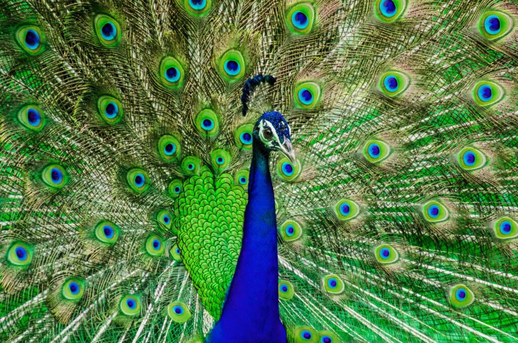 Peacock