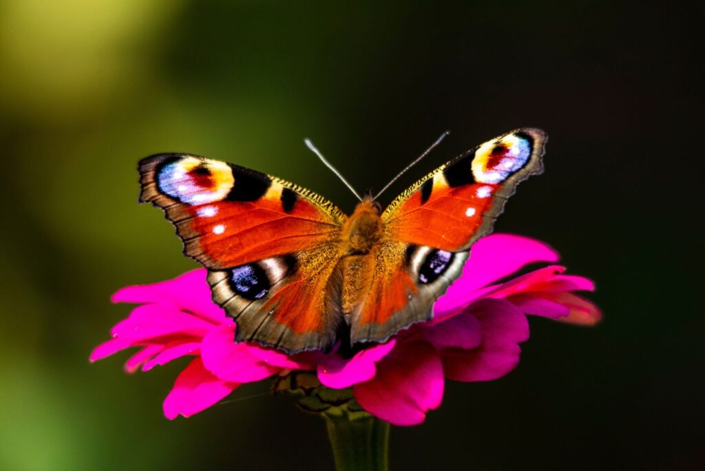 Peacock Butterfly