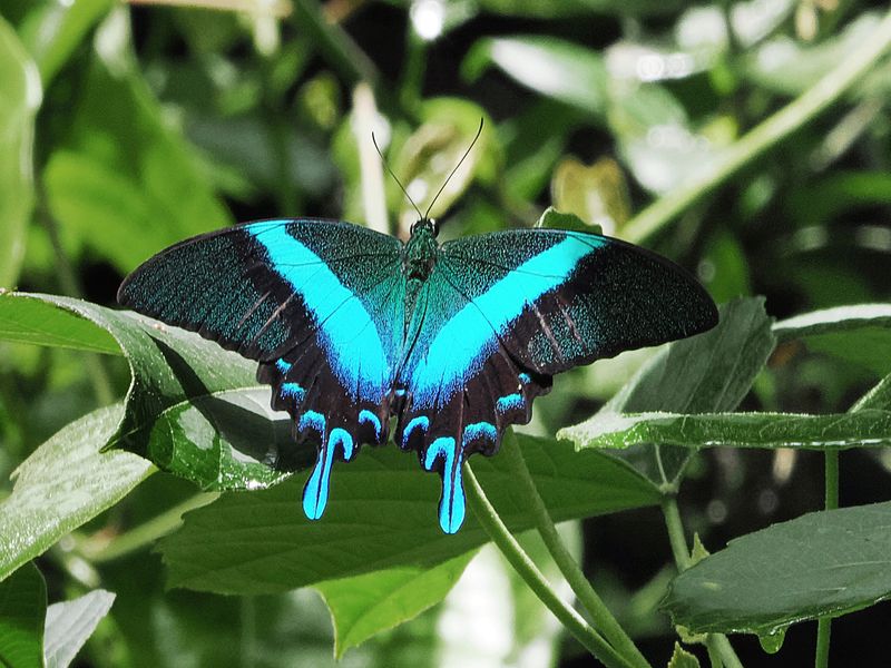 Peacock Swallowtail Butterfly