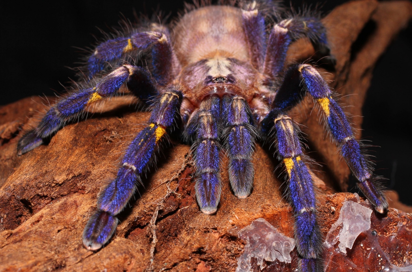 Peacock Tarantula