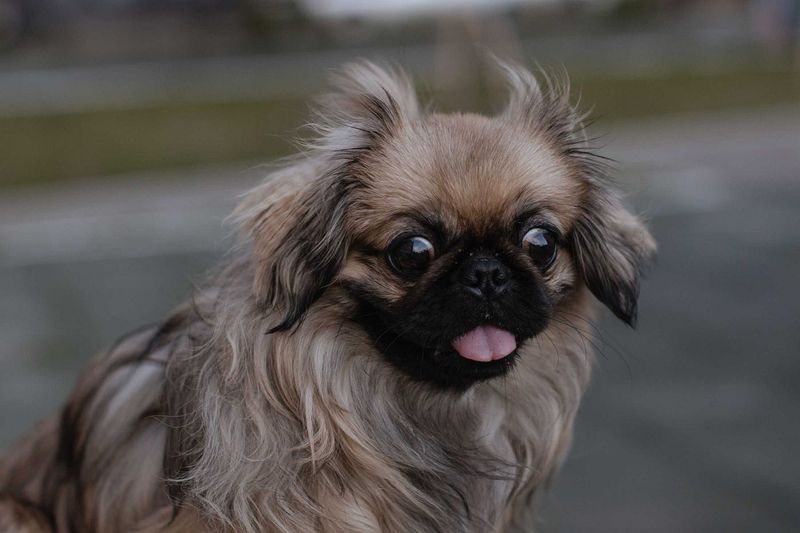 Pekingese