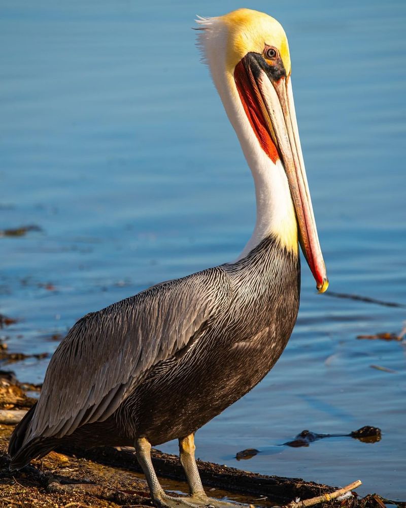 Pelican