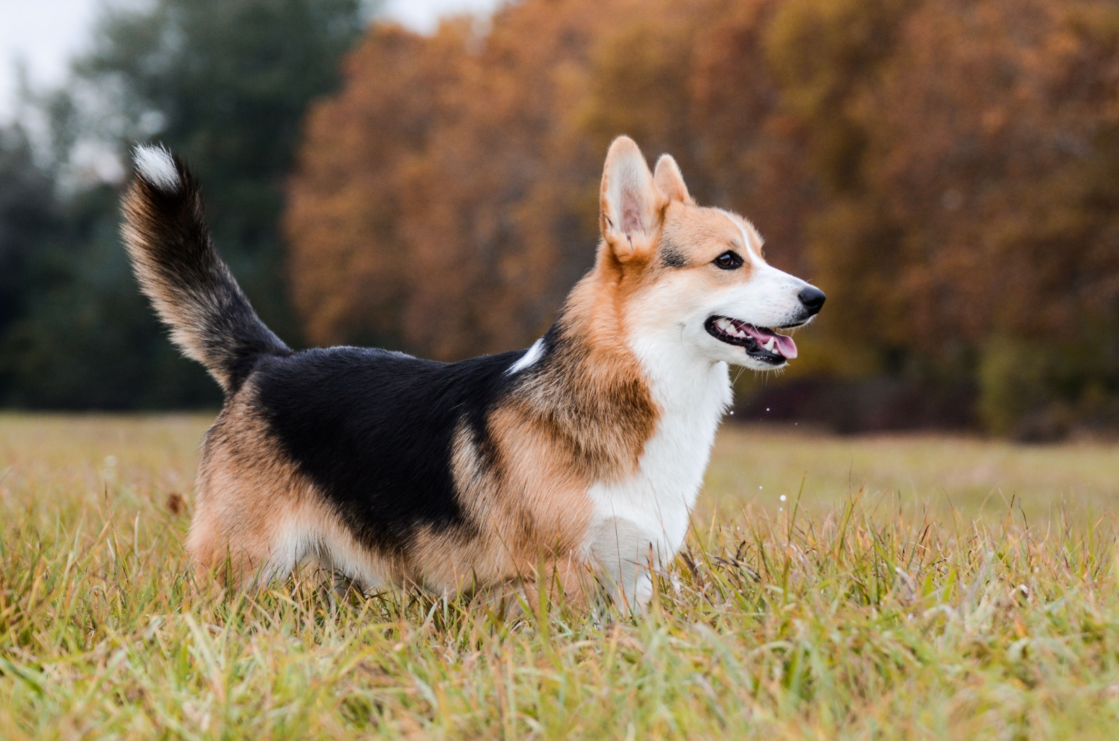 Pembroke Welsh Corgi