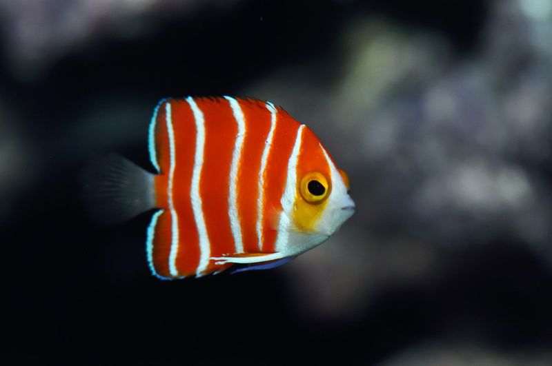 Peppermint Angelfish