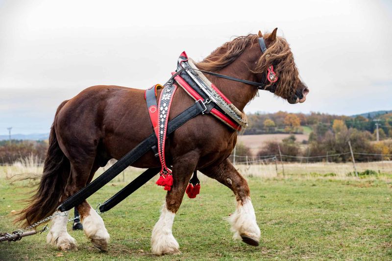 Percheron