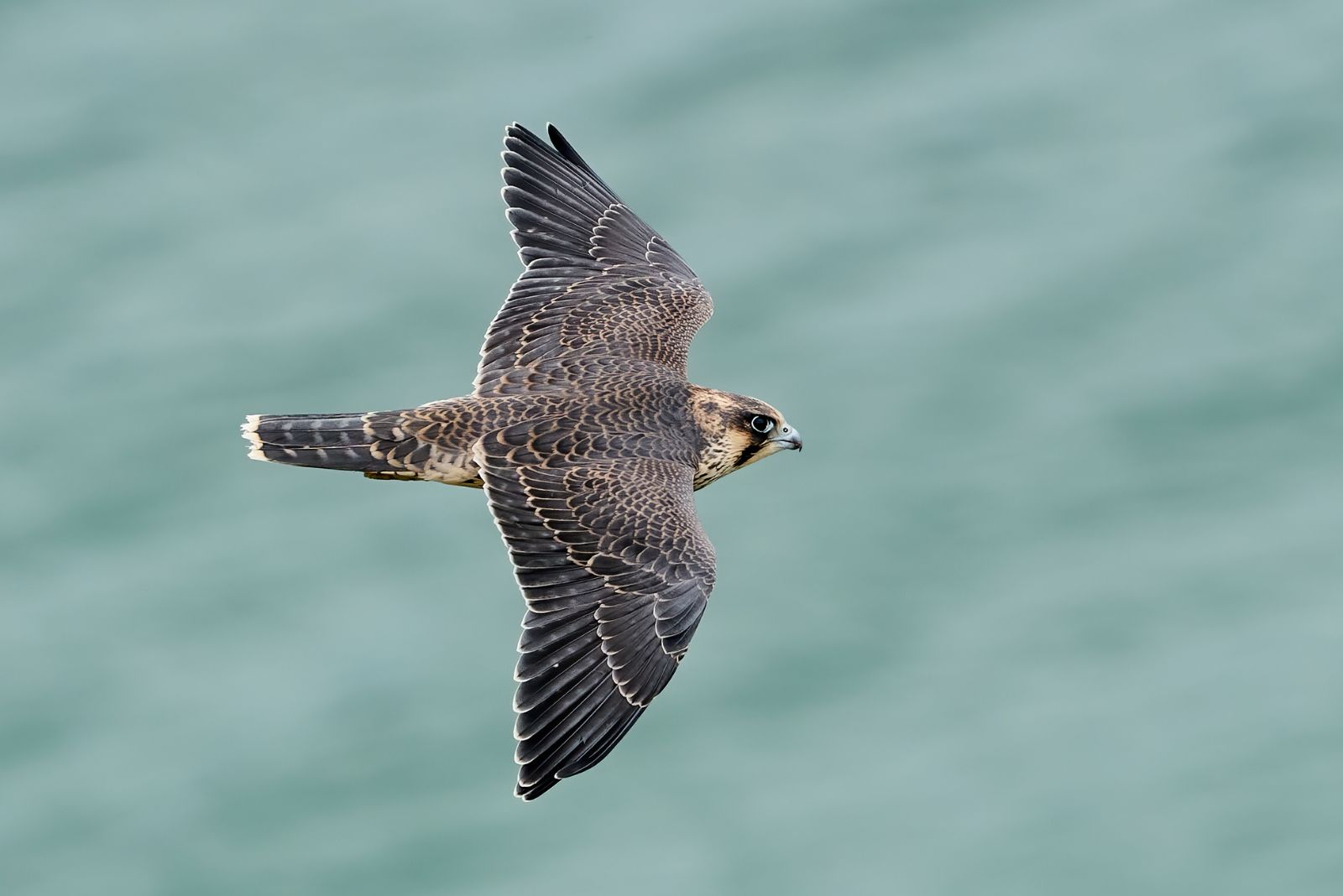 Peregrine Falcon flying