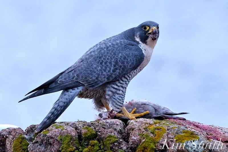 Peregrine Falcon