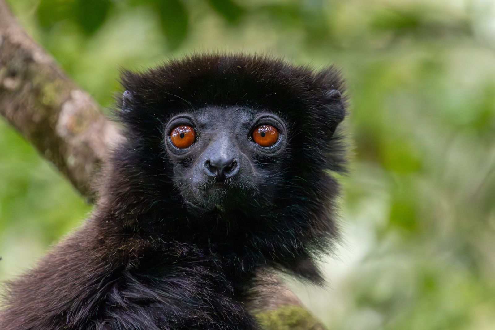 Perrier’s Sifaka