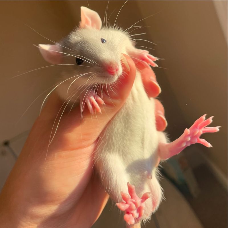 Pet Rat