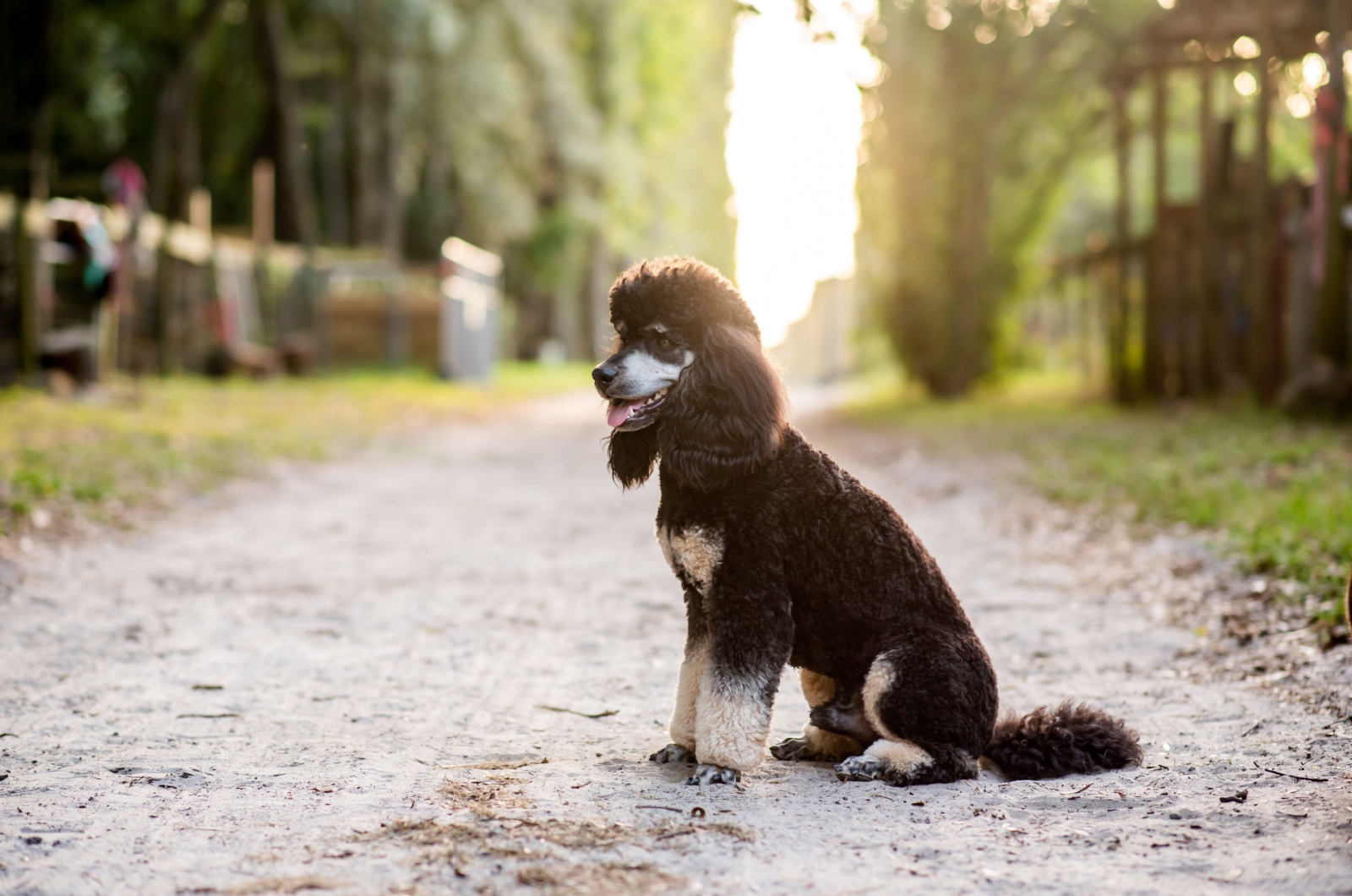 Phantom Poodle sitting on the road