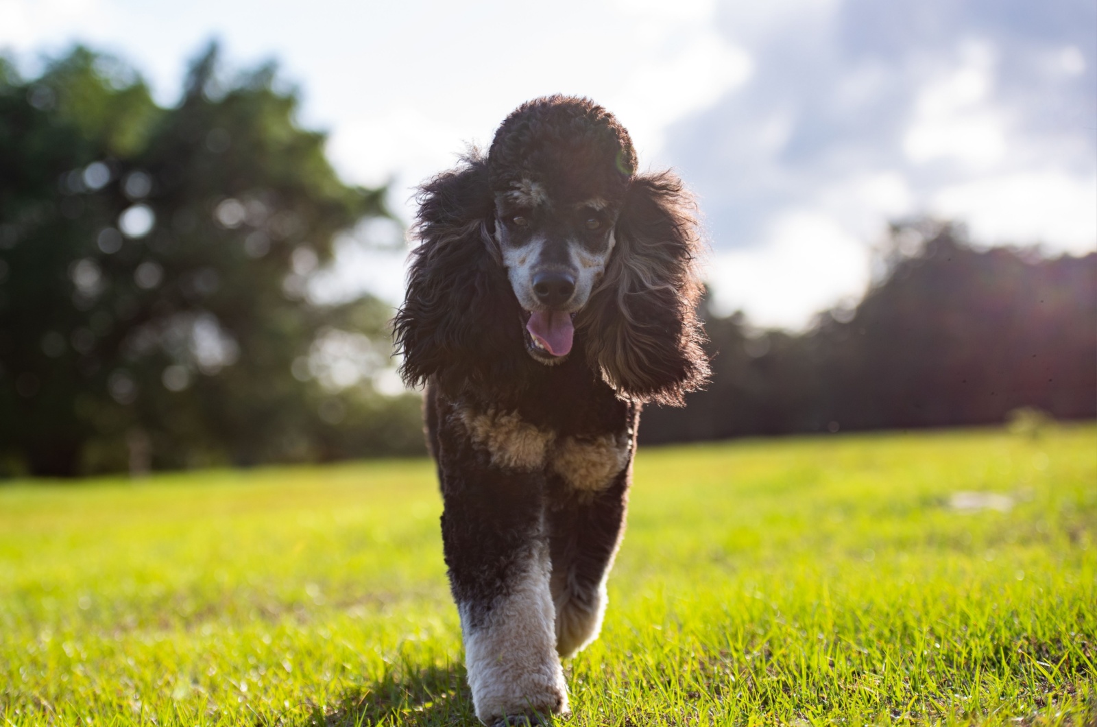 Phantom Poodle walking