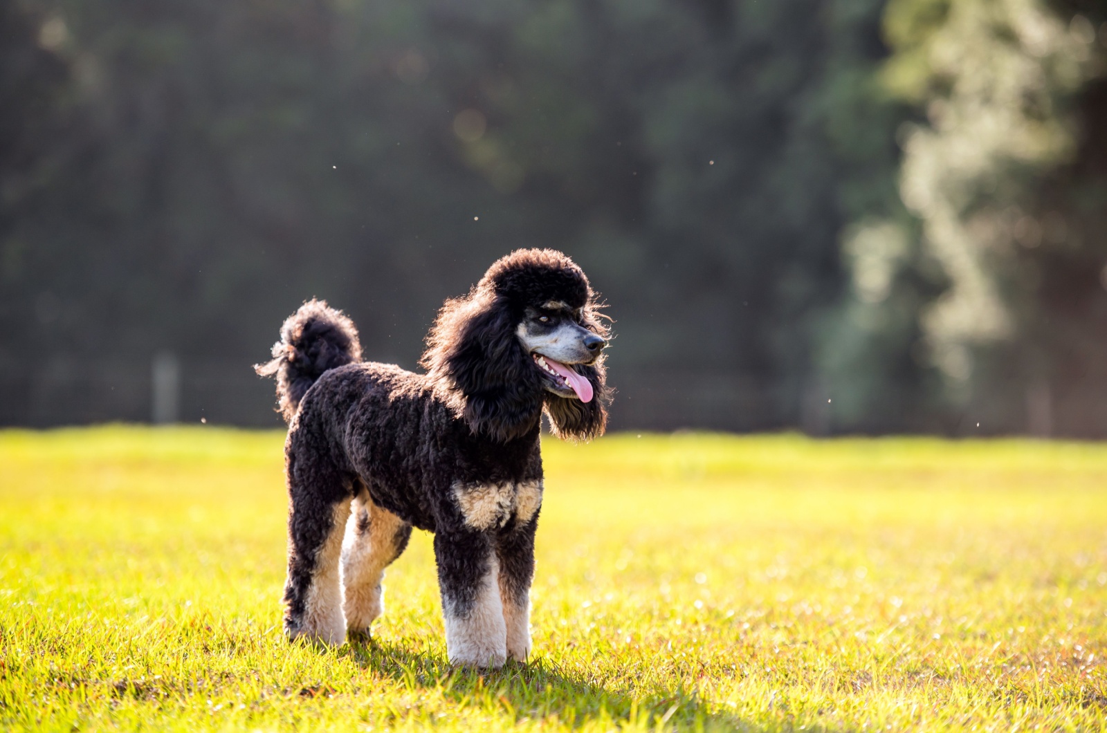 Phantom Poodle