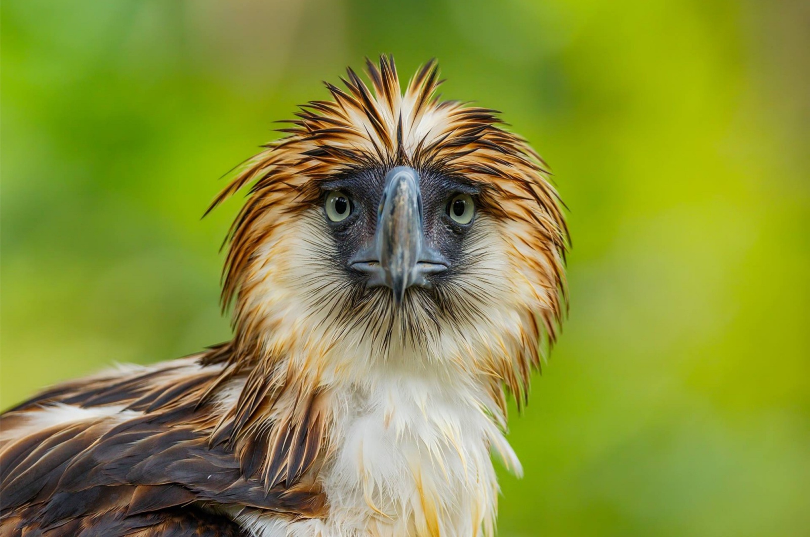 Philippine Eagle