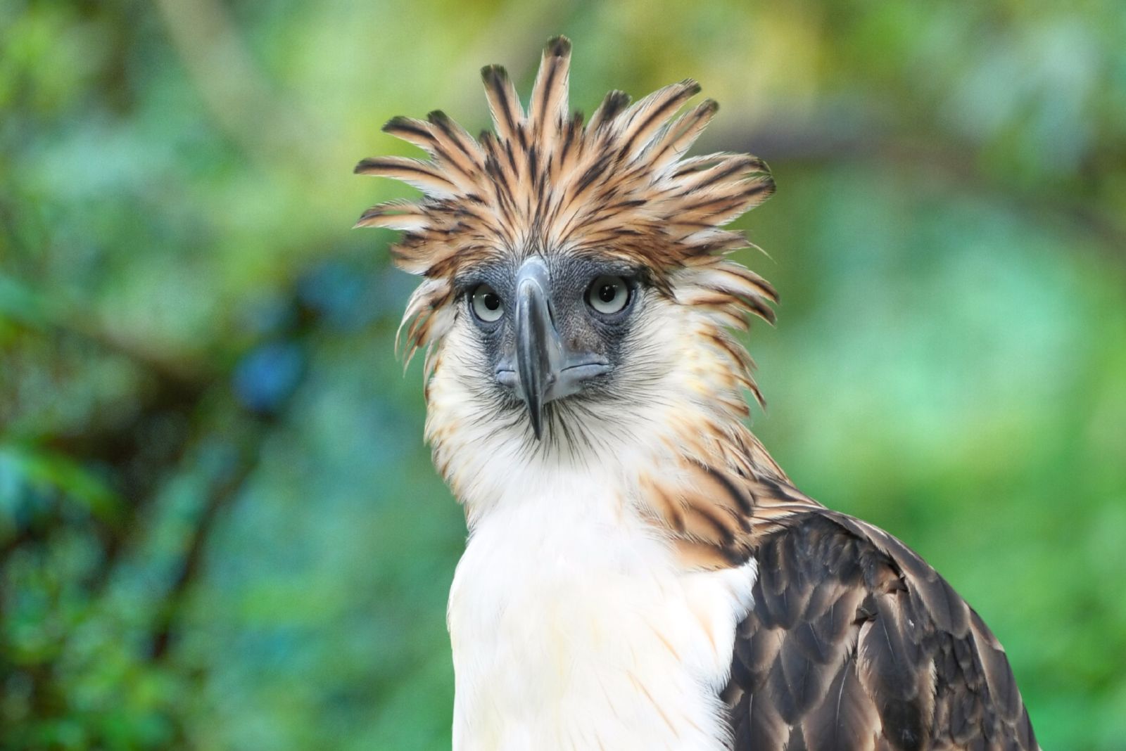 Philippine Eagle