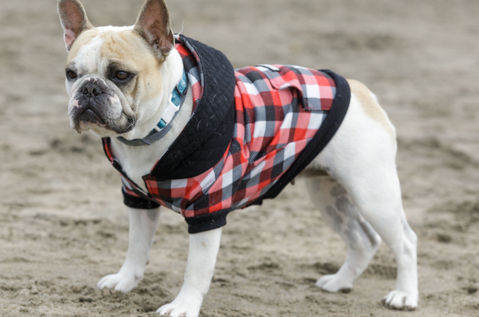 Piebald French Bulldog