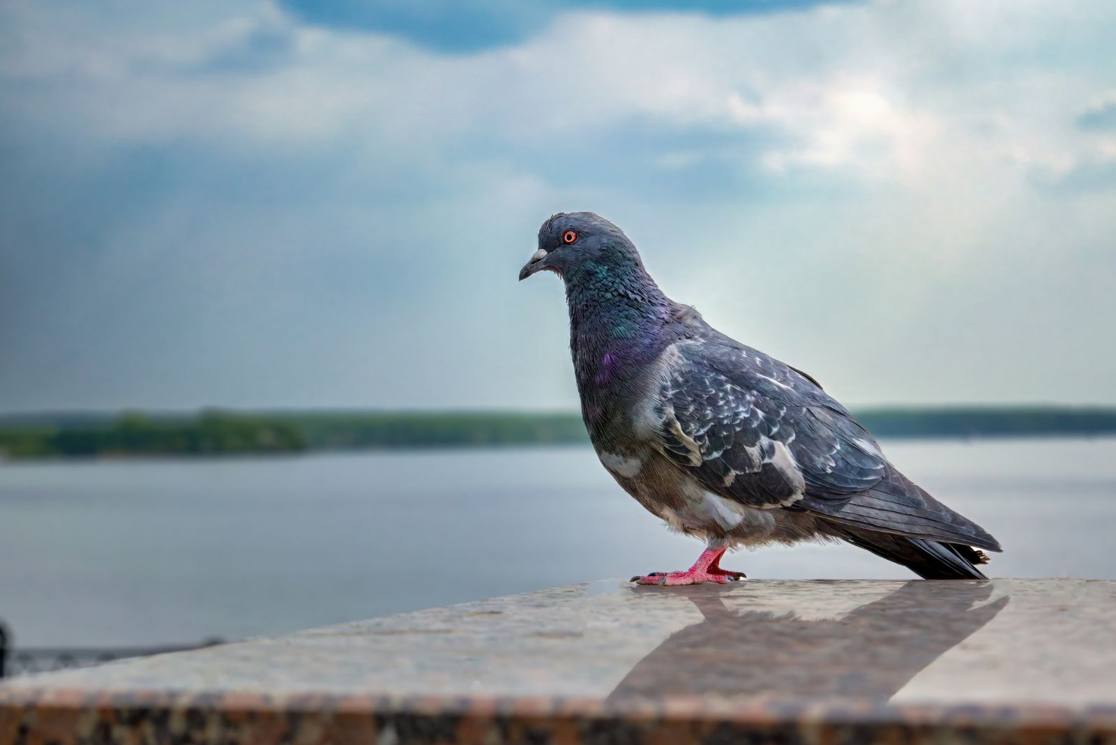 Pigeon