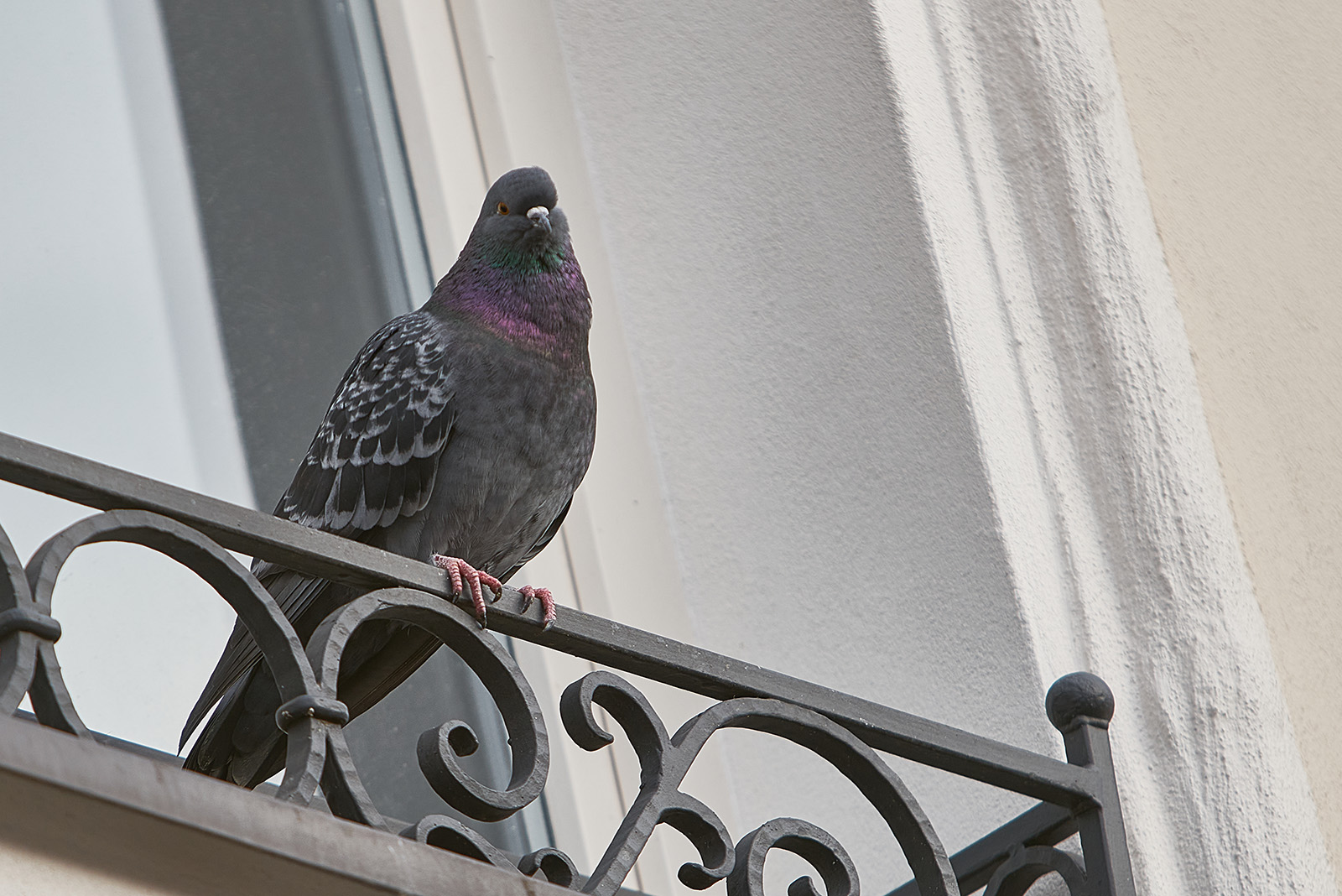 Pigeon