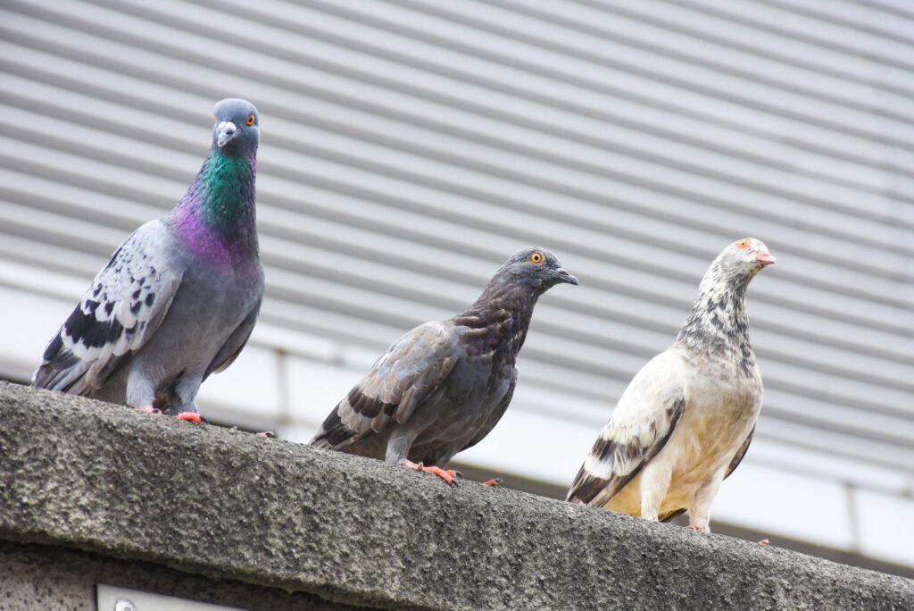 Pigeons