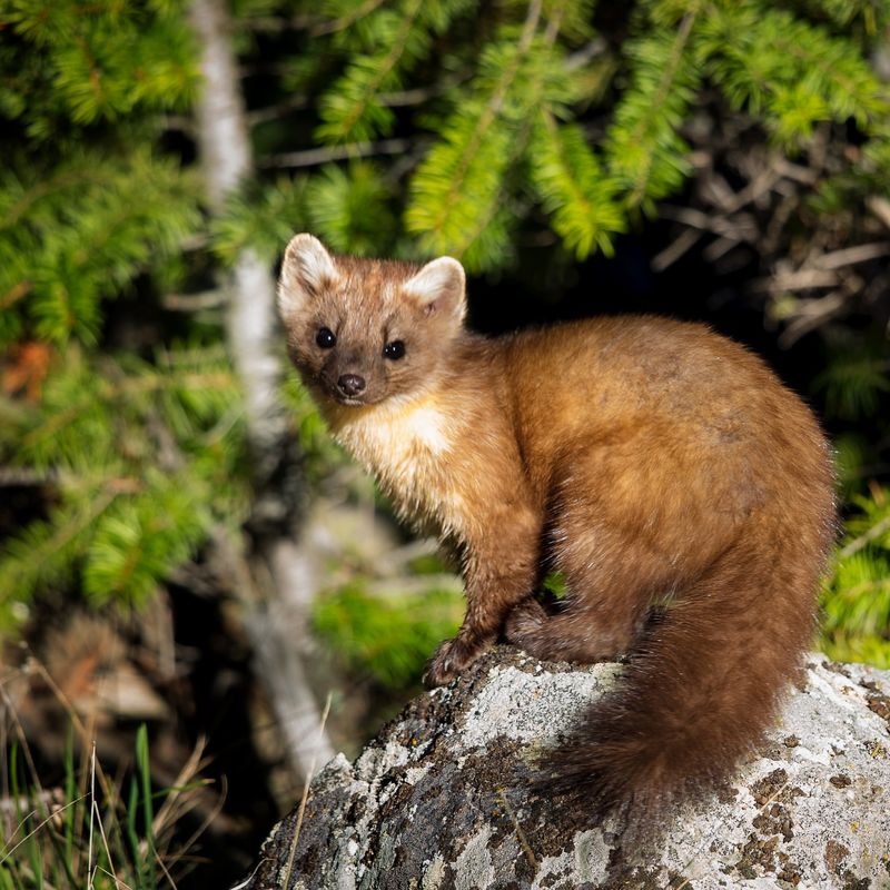 Pine Martens