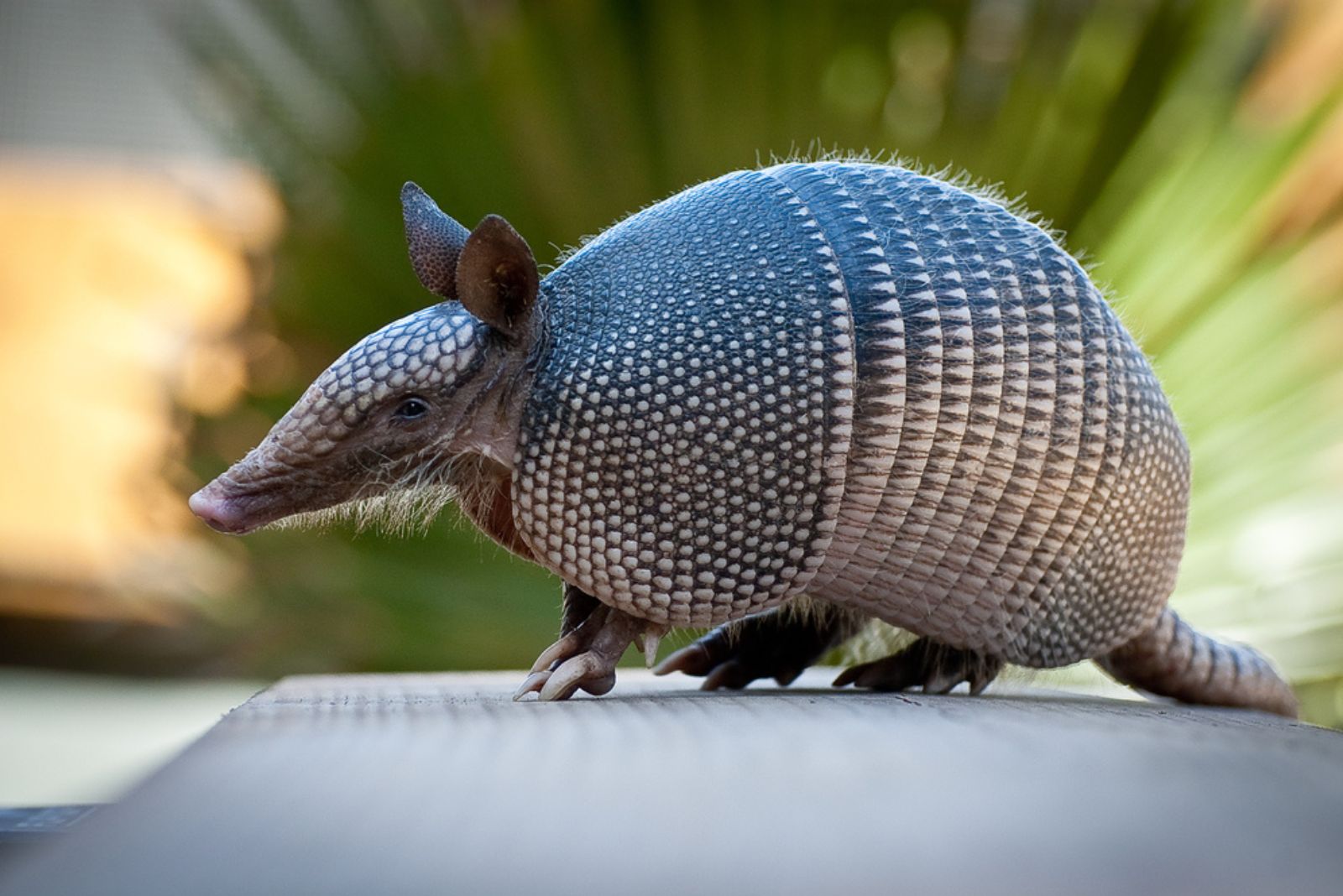 Pink Fairy Armadillo