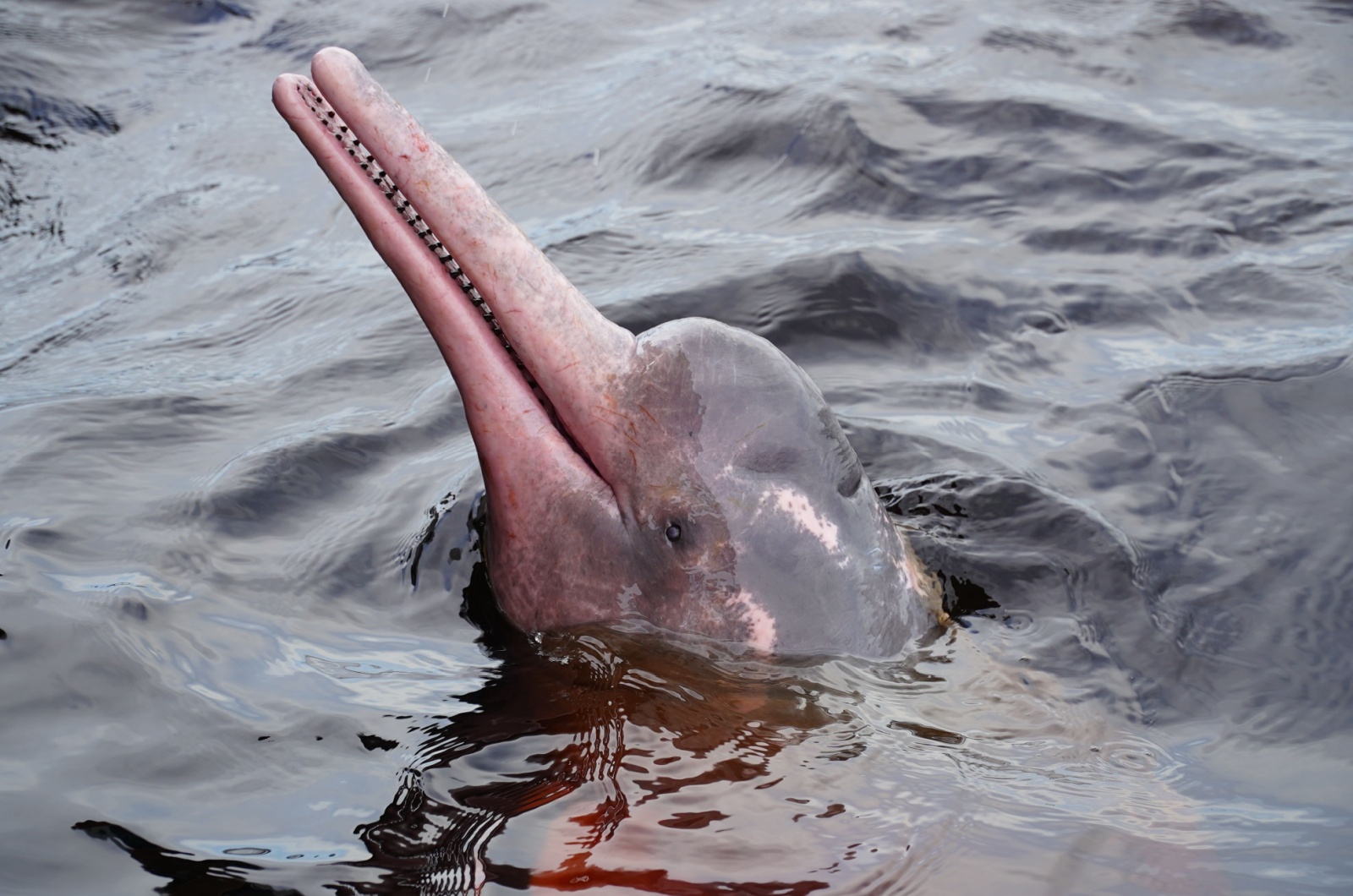 Pink River Dolphin