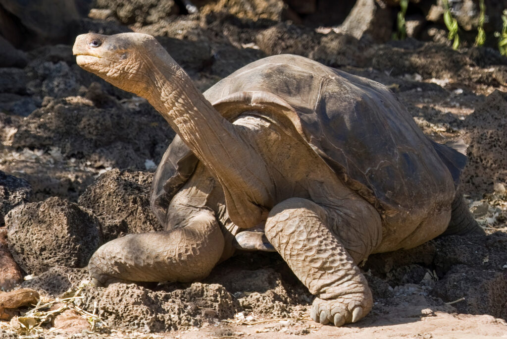 Pinta Island Tortoise