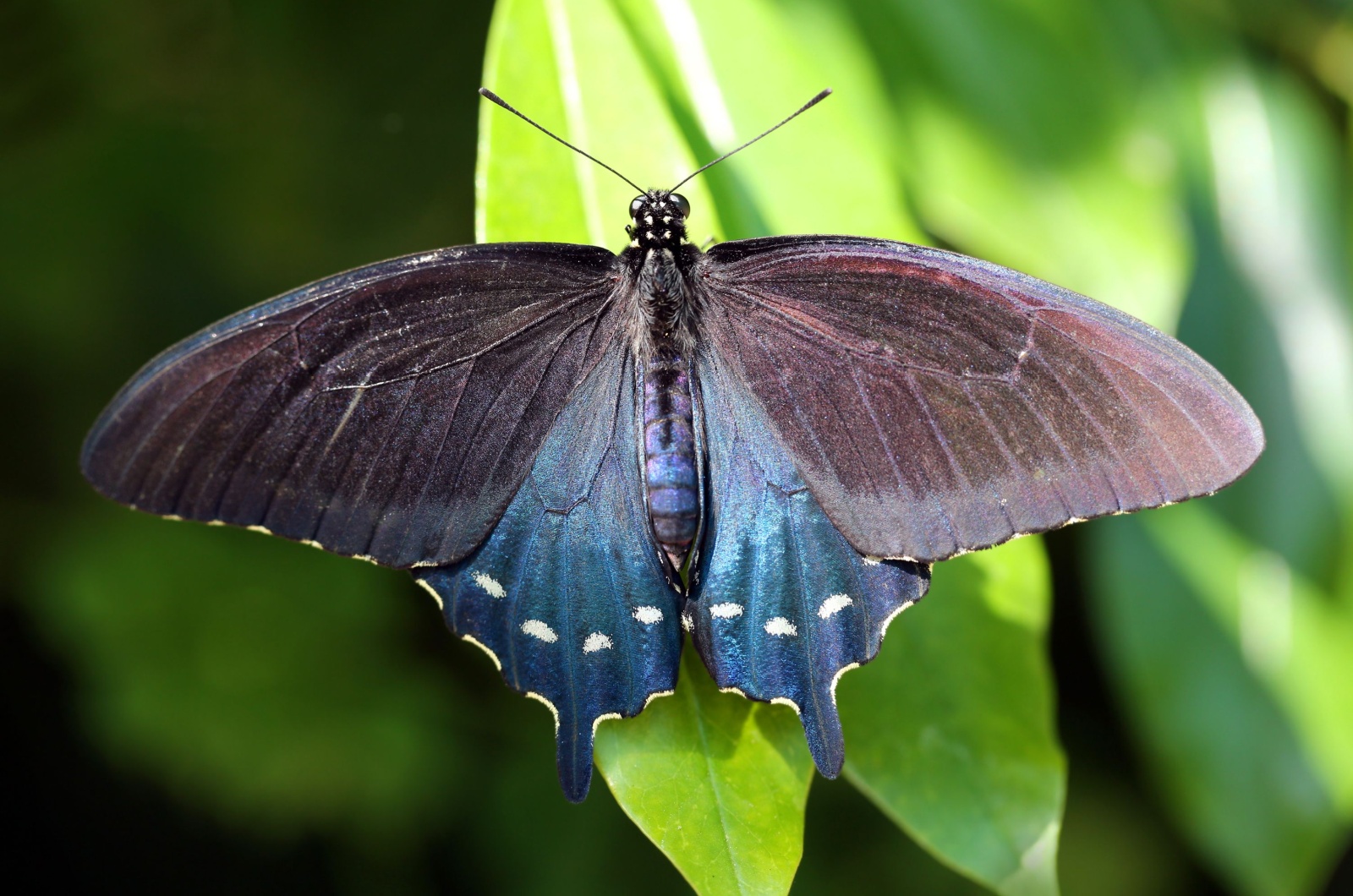 Pipevine Swallowtail