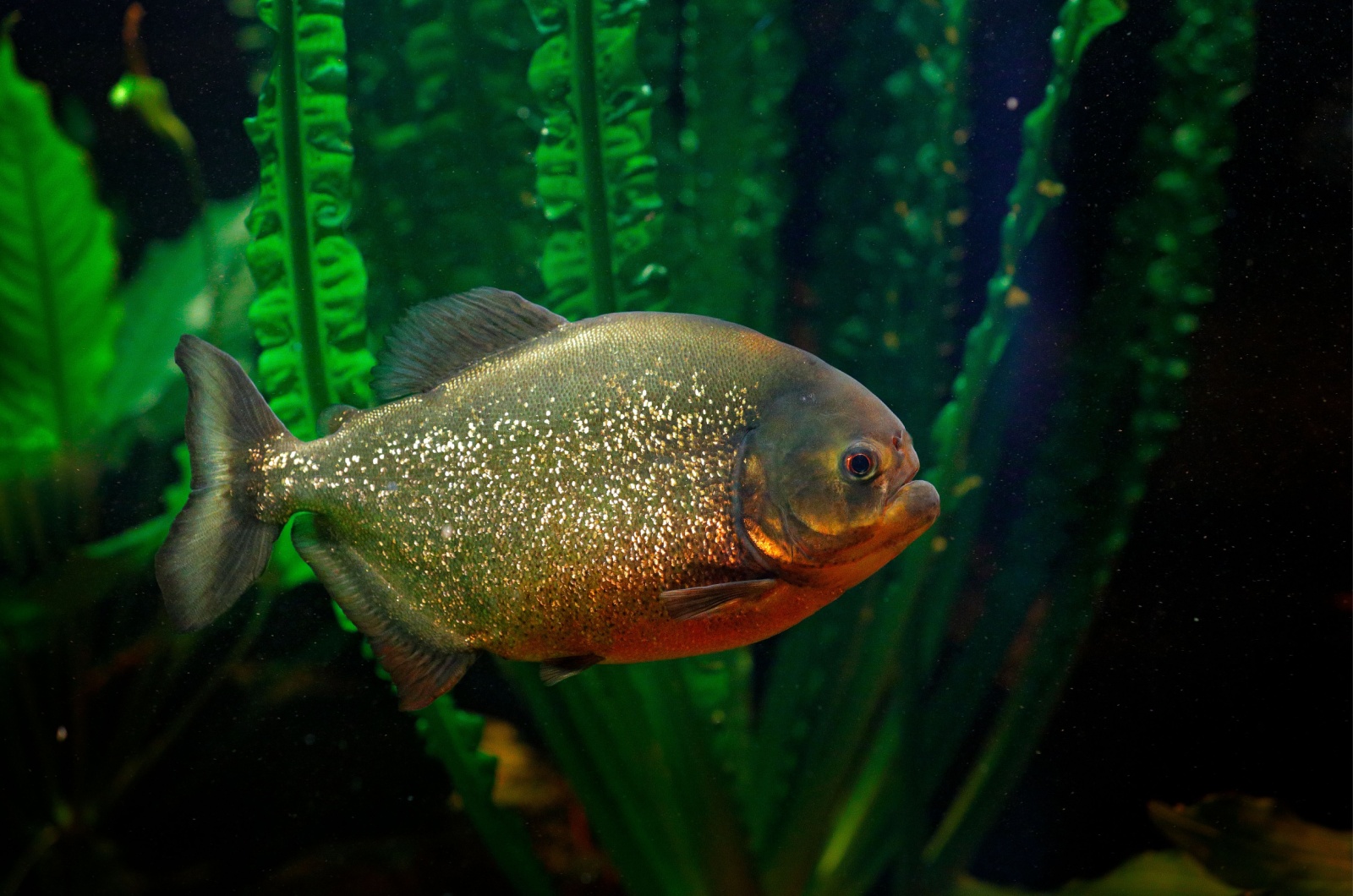 Piranha swimming