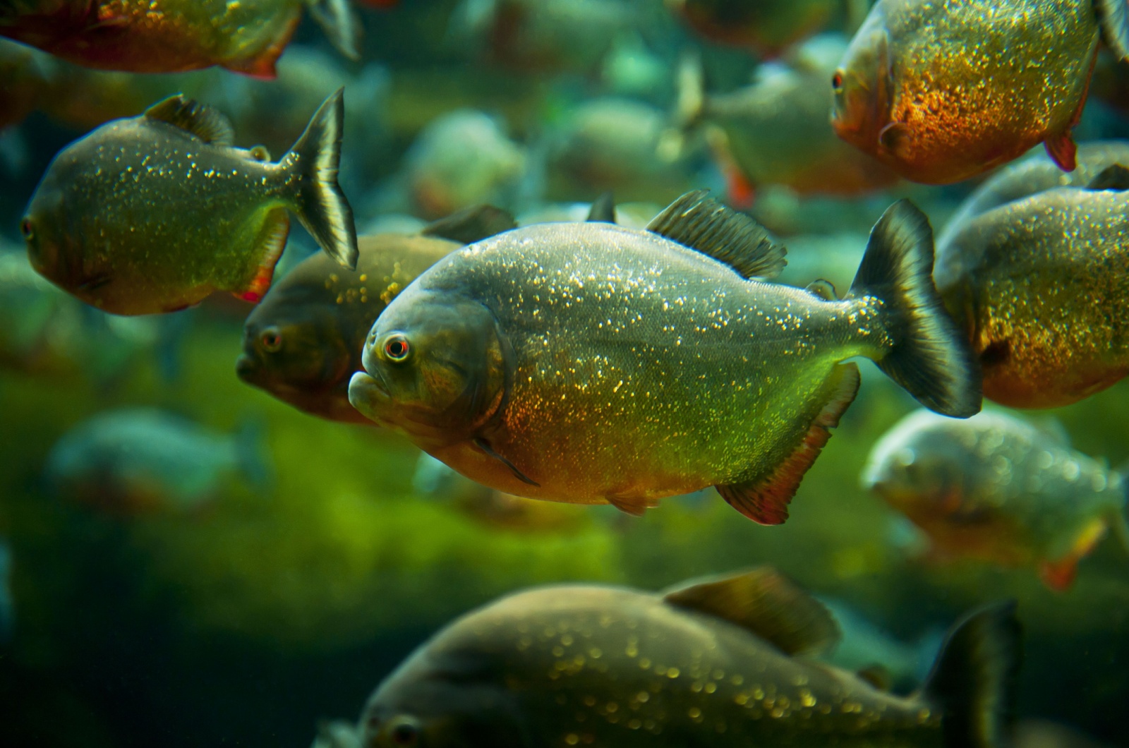 Piranhas swimming together