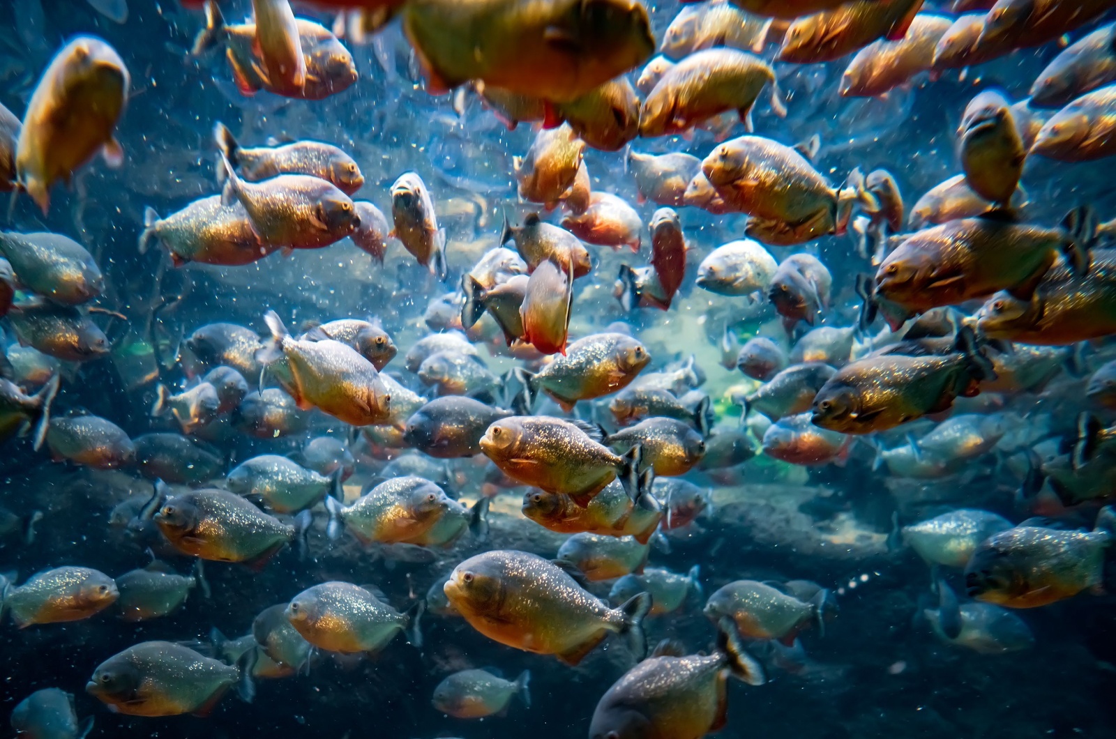 Piranhas swimming