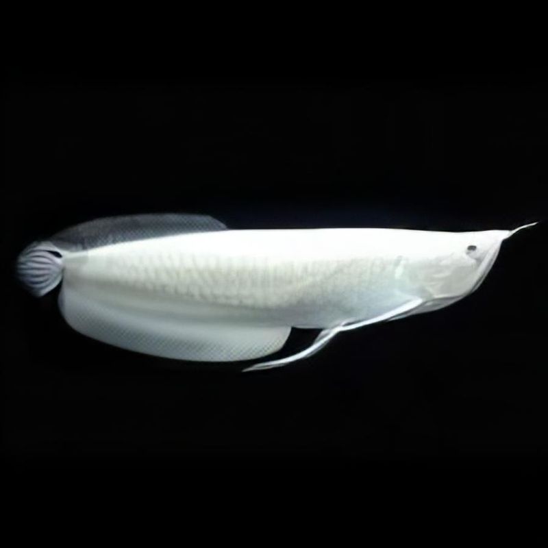 Platinum Arowana