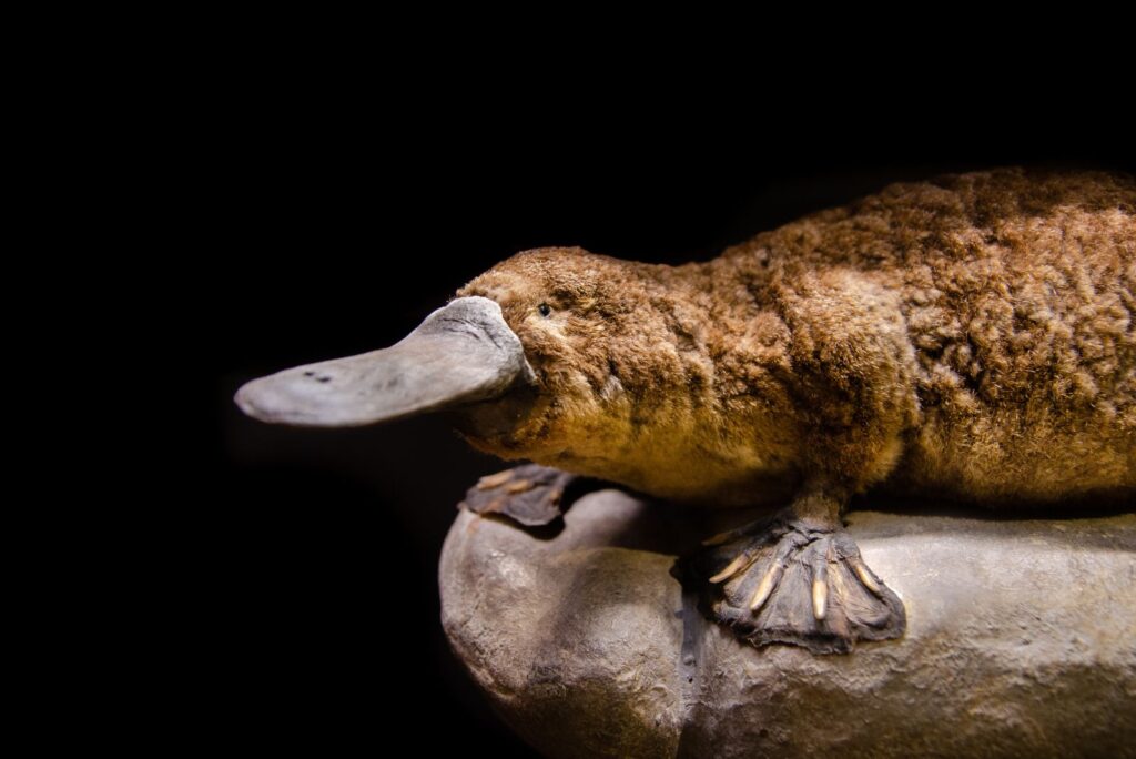 Platypus