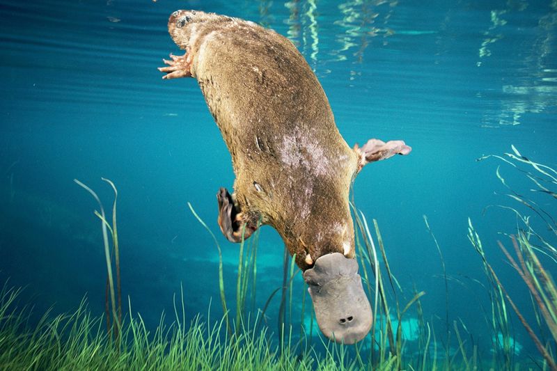 Platypuses