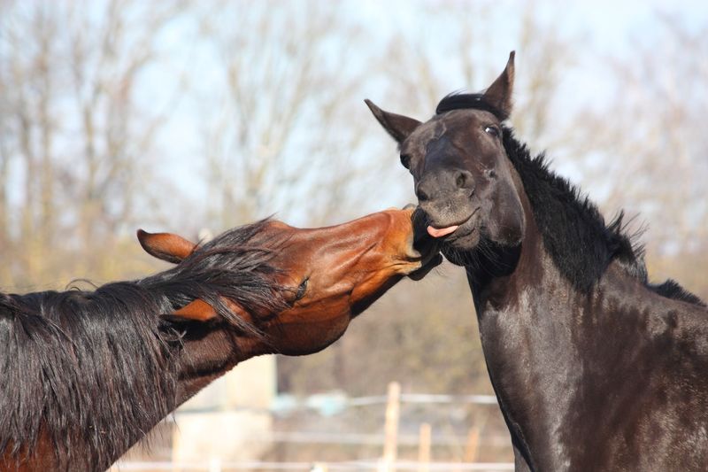 Playful Behavior