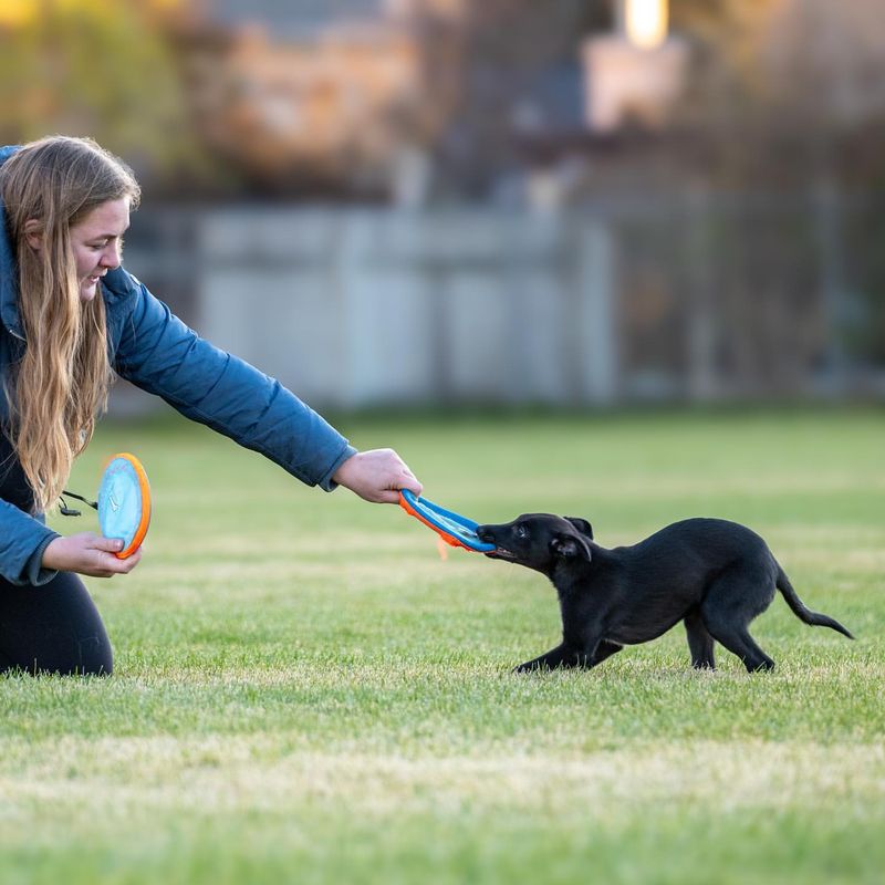 Playful Behaviors