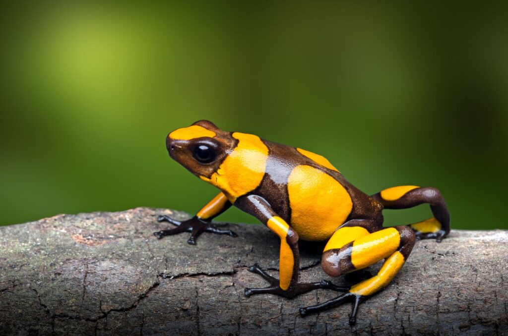 Poison Dart Frog