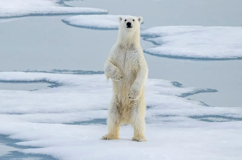 Polar Bear