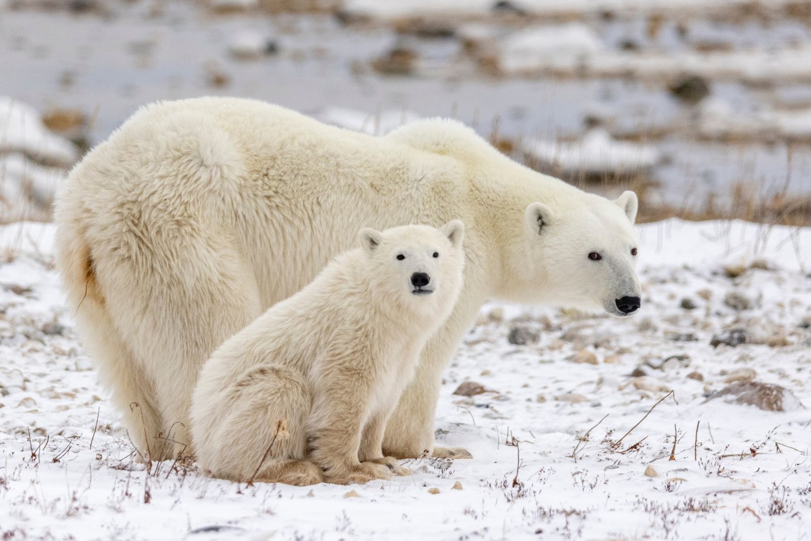 Polar Bears