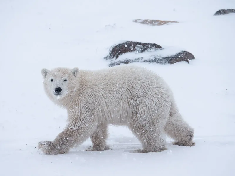 Polar Bears