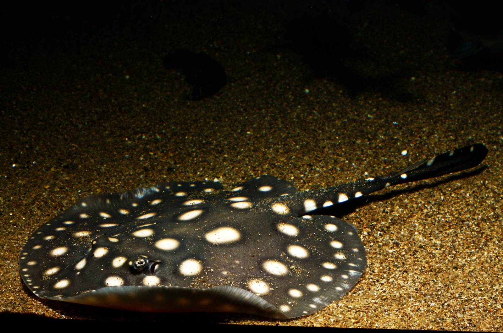 Polka Dot Stingray