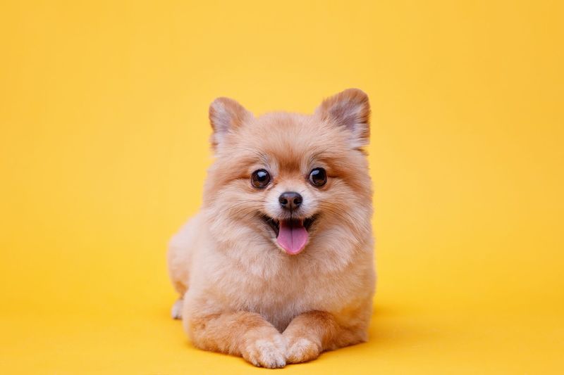 Pomeranian