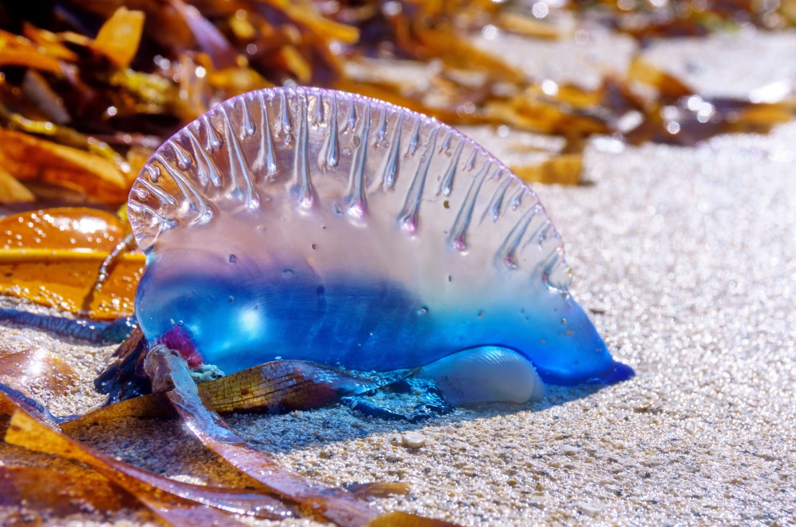 Portuguese Man O’ War