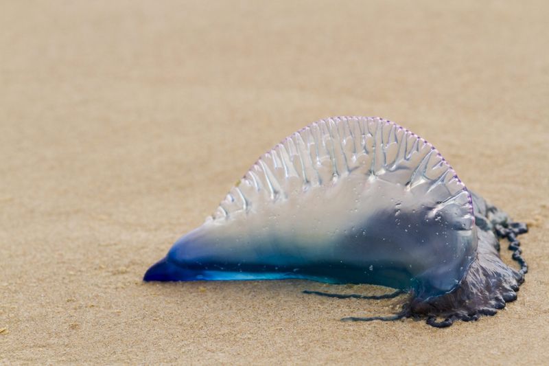 Portuguese Man o' War