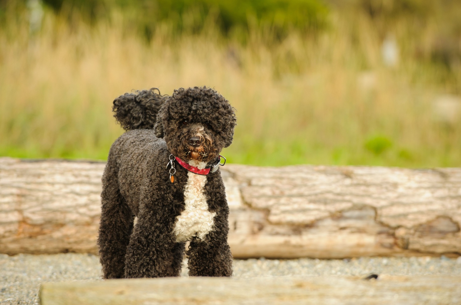 Portuguese Water Dog