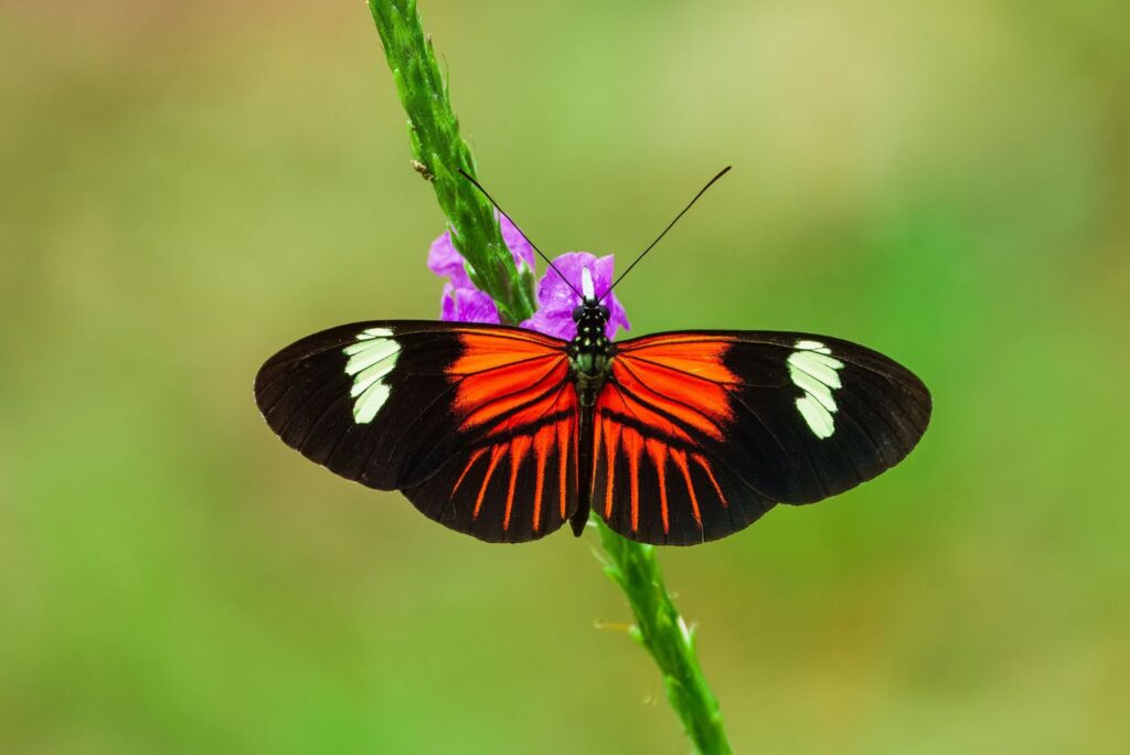 Postman Butterfly