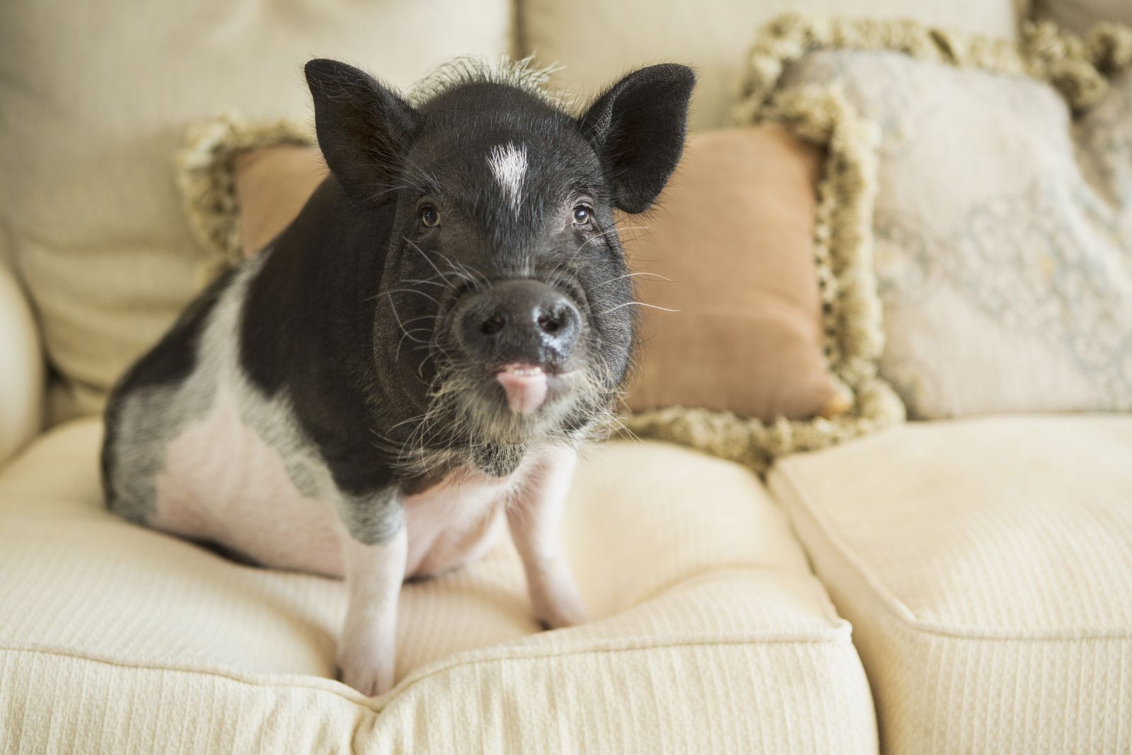 Pot-Bellied Pigs