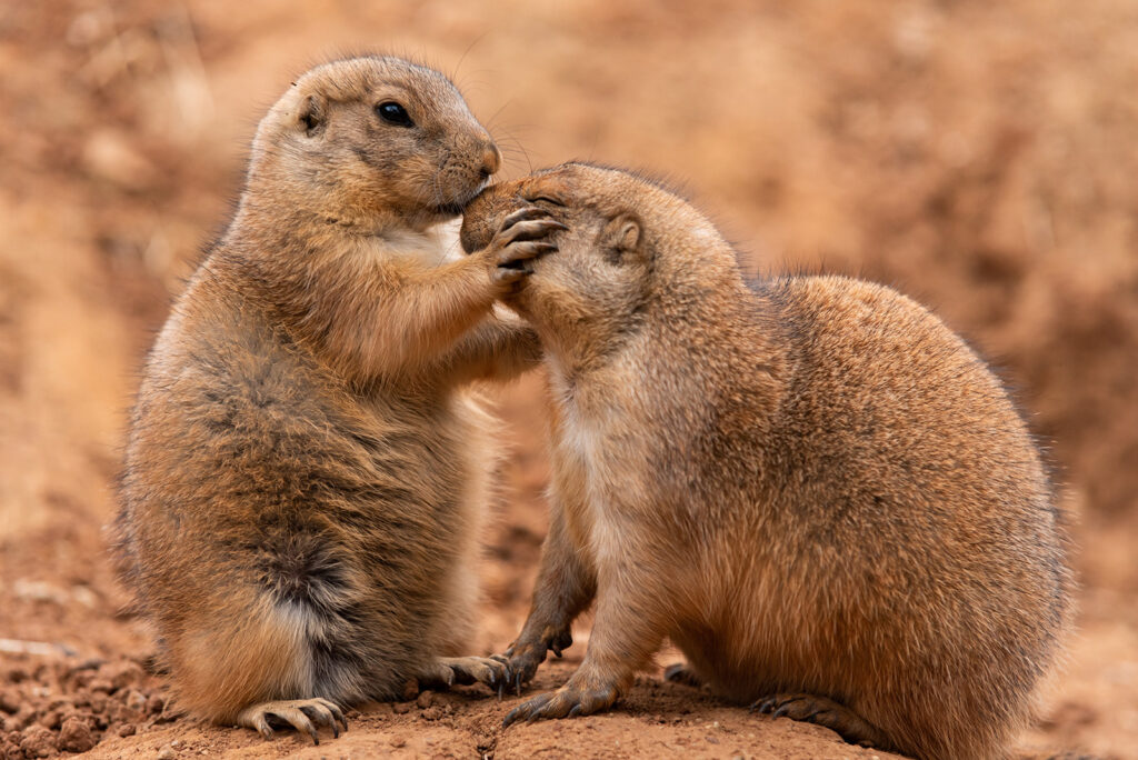 Prairie Dogs