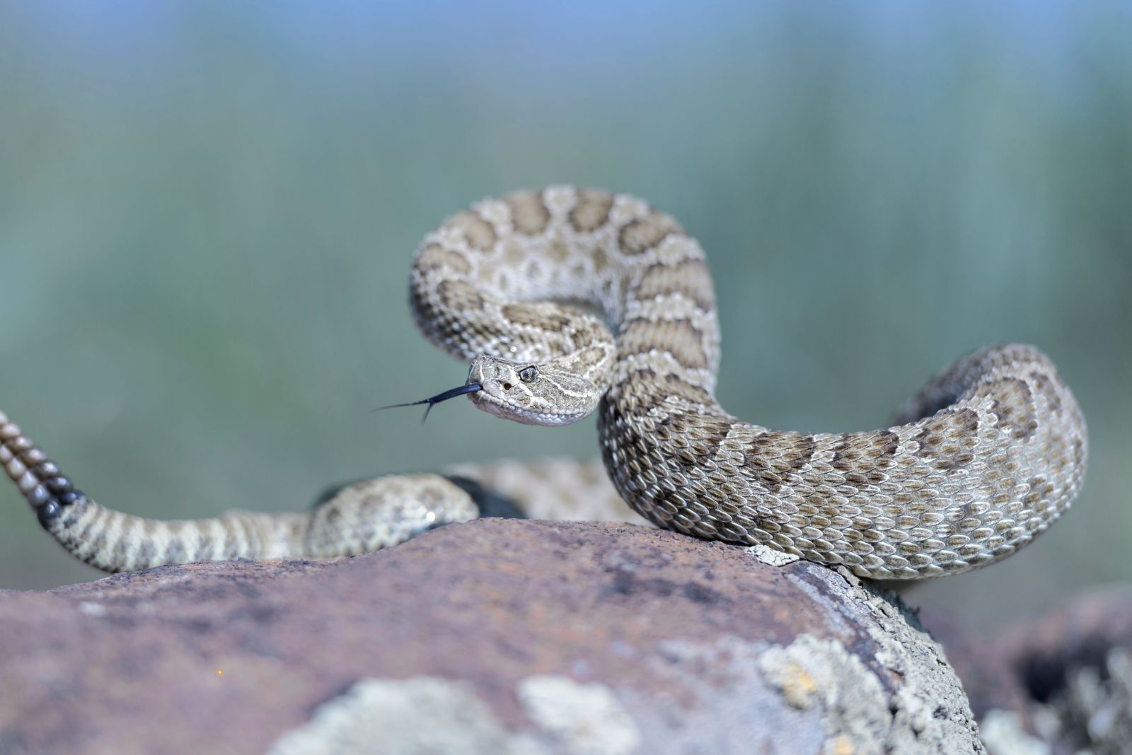 Prairie Rattlesnake