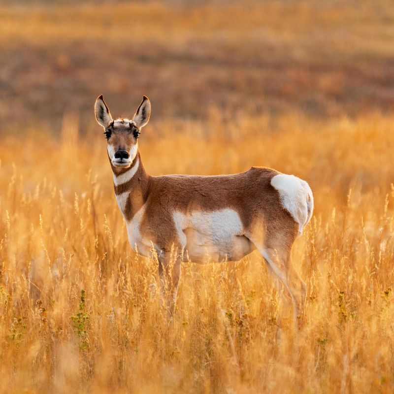 Pronghorn Antelope